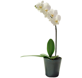 Orquídeas Brancas só R$59 